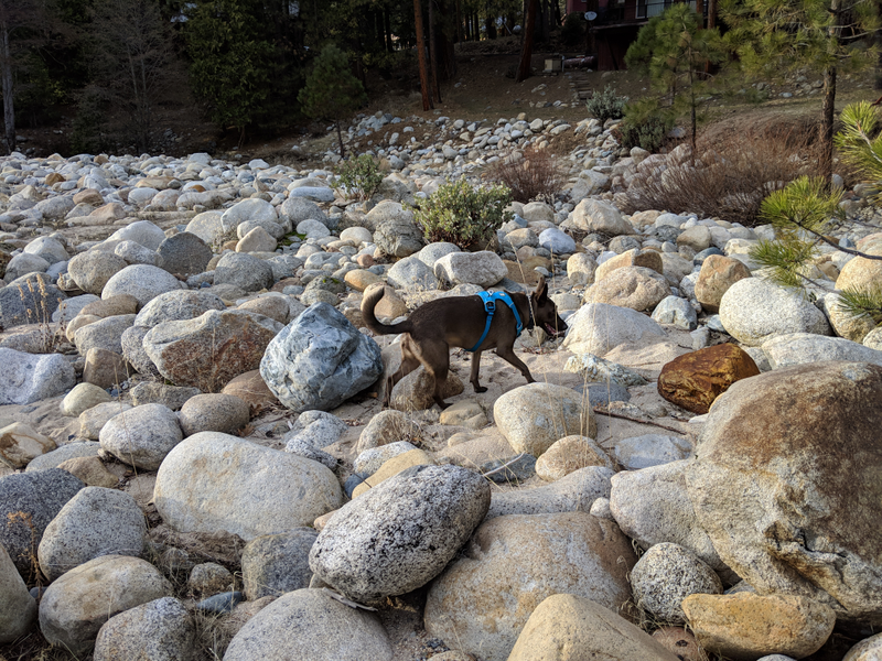 Illustration for article titled Toby in Yosemite